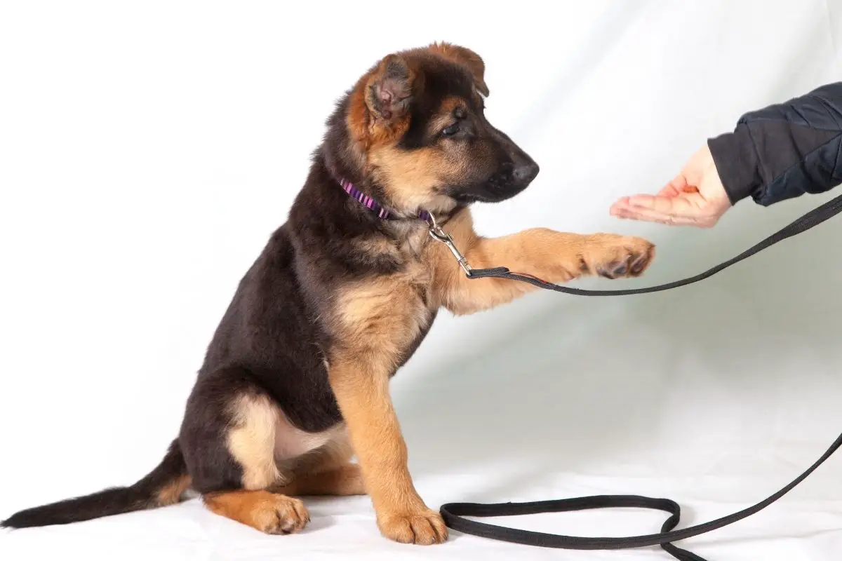 4 Commands and Tricks to Teach the Dog