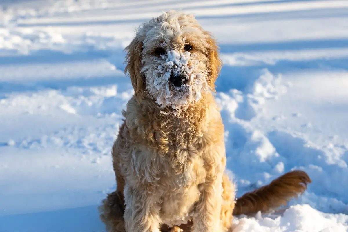Facts About Goldendoodle