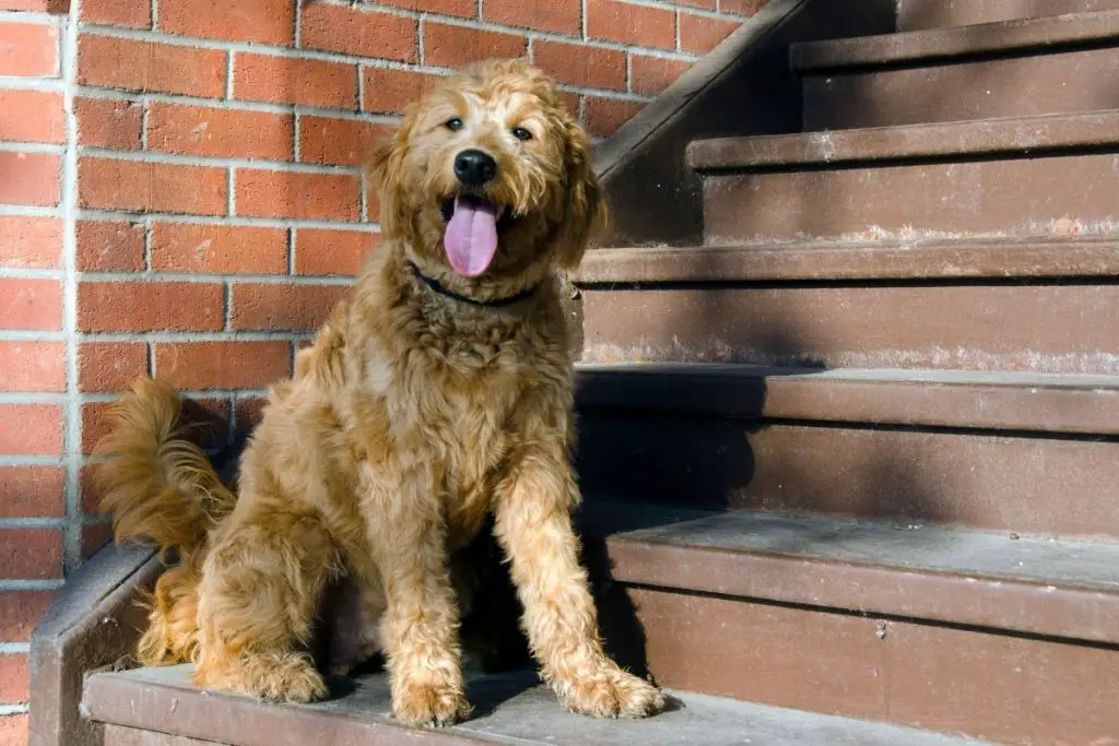 How big will a grownup Goldendoodle be?
