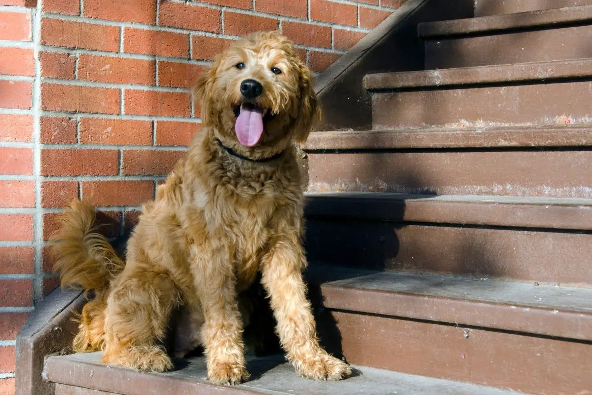 How Big Will A Goldendoodle Be?