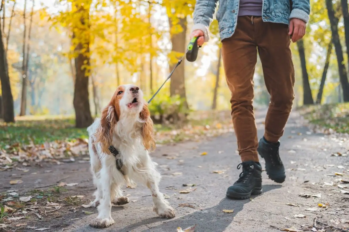 How do I get my dog to walk nicely on a leash?