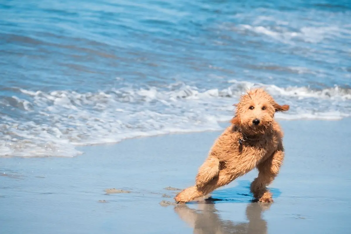 How is the Personality of a Goldendoodle?
