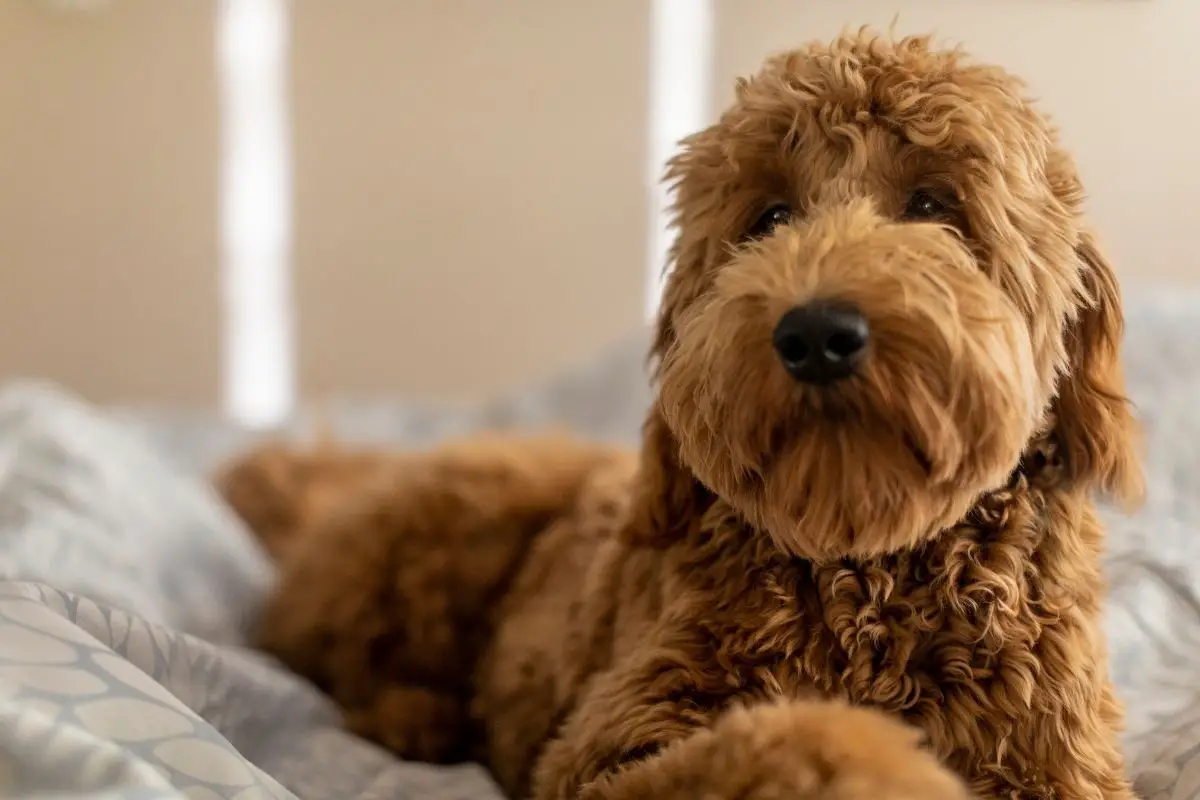 How Much Does a Goldendoodle Cost?