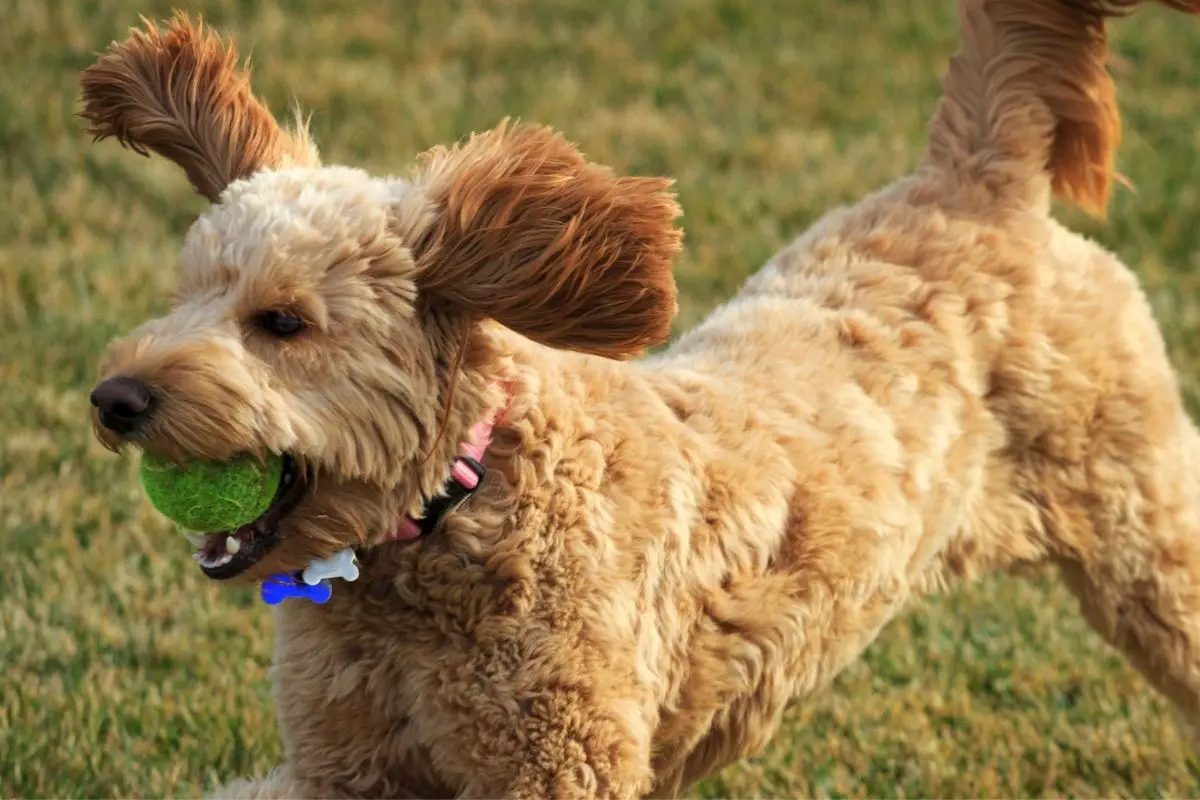 How much exercise does a Goldendoodle need?