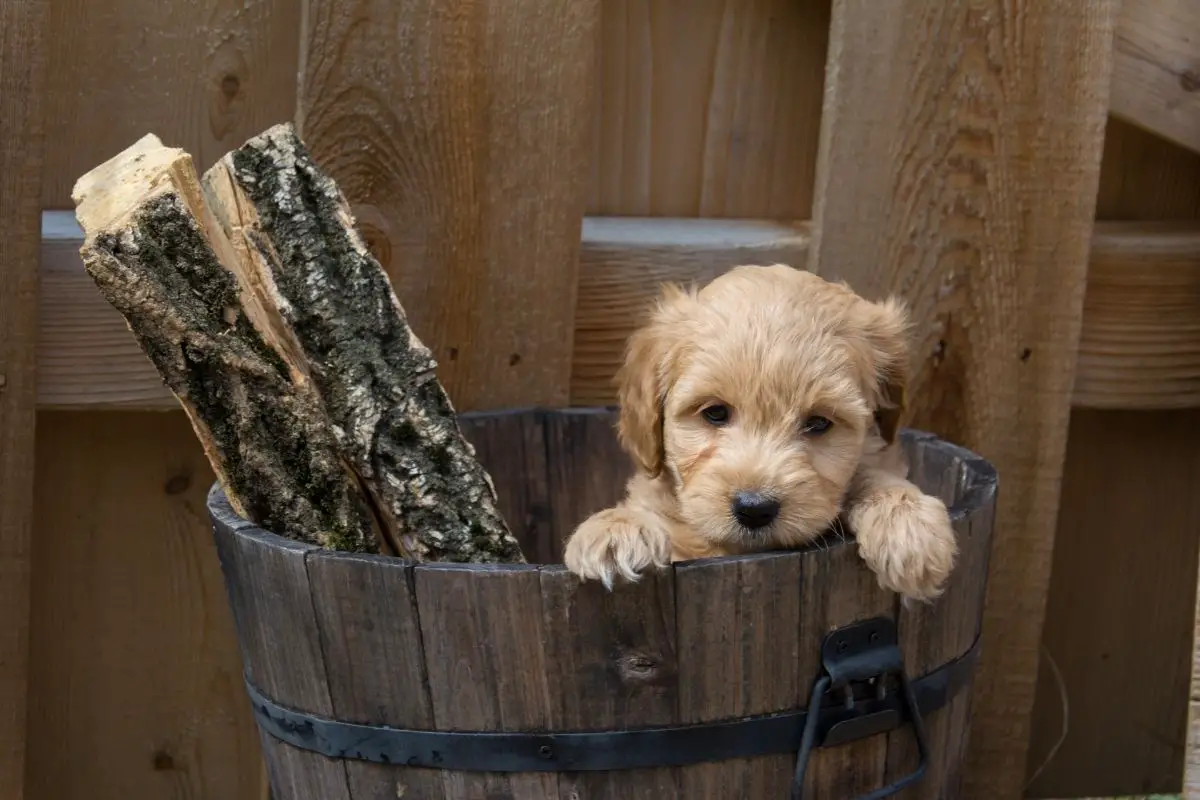 What Is A Goldendoodle And What Does It Needs?
