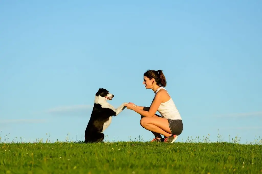 What dog training courses are necessary for your dog?
