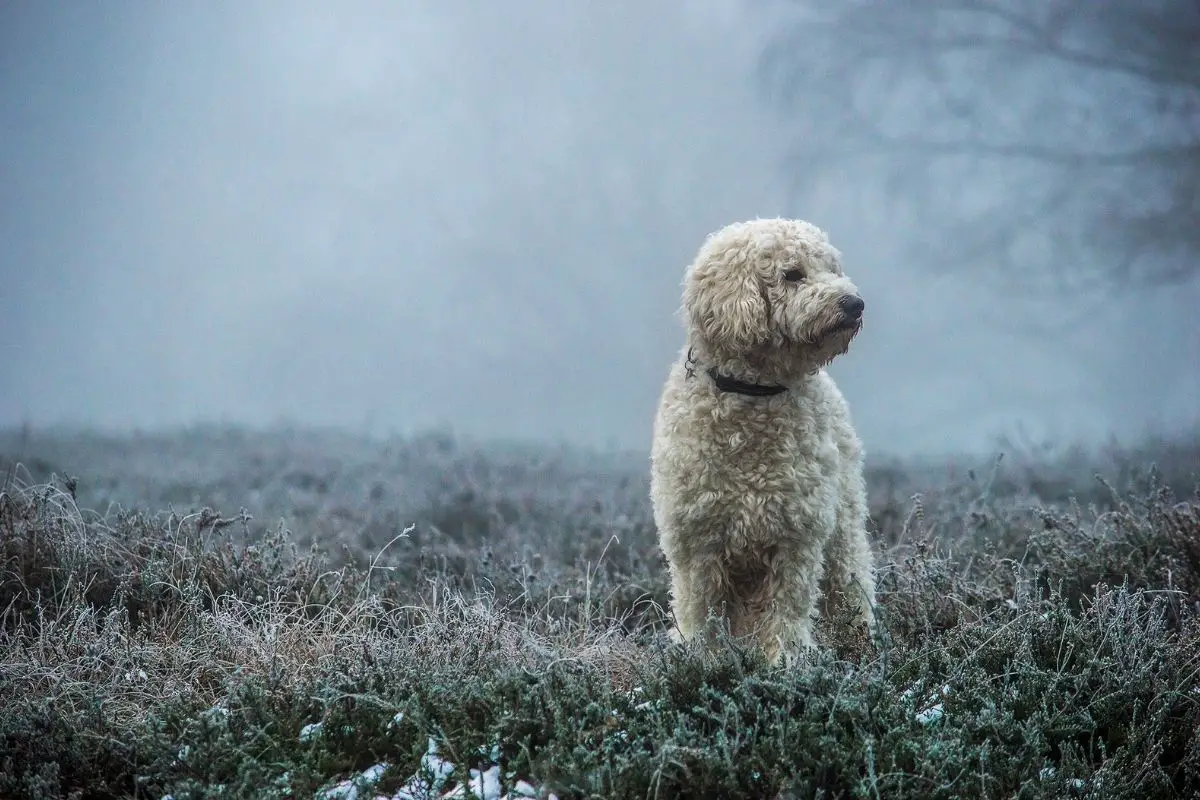 Why Choose A Goldendoodle As A Buddy?