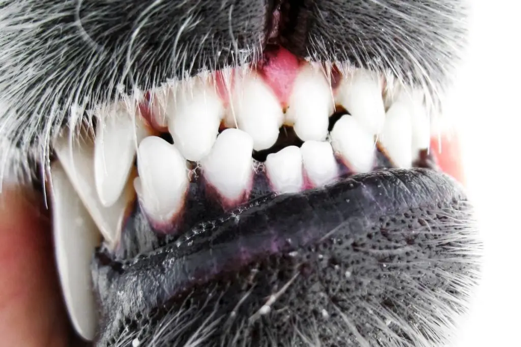 How to clean dog teeth without brushing