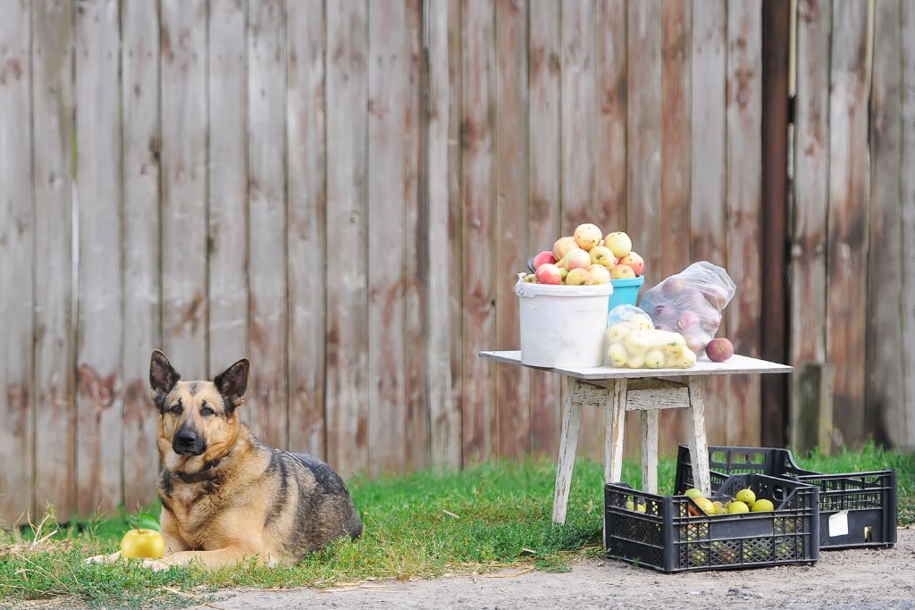 Can dogs eat green apples?