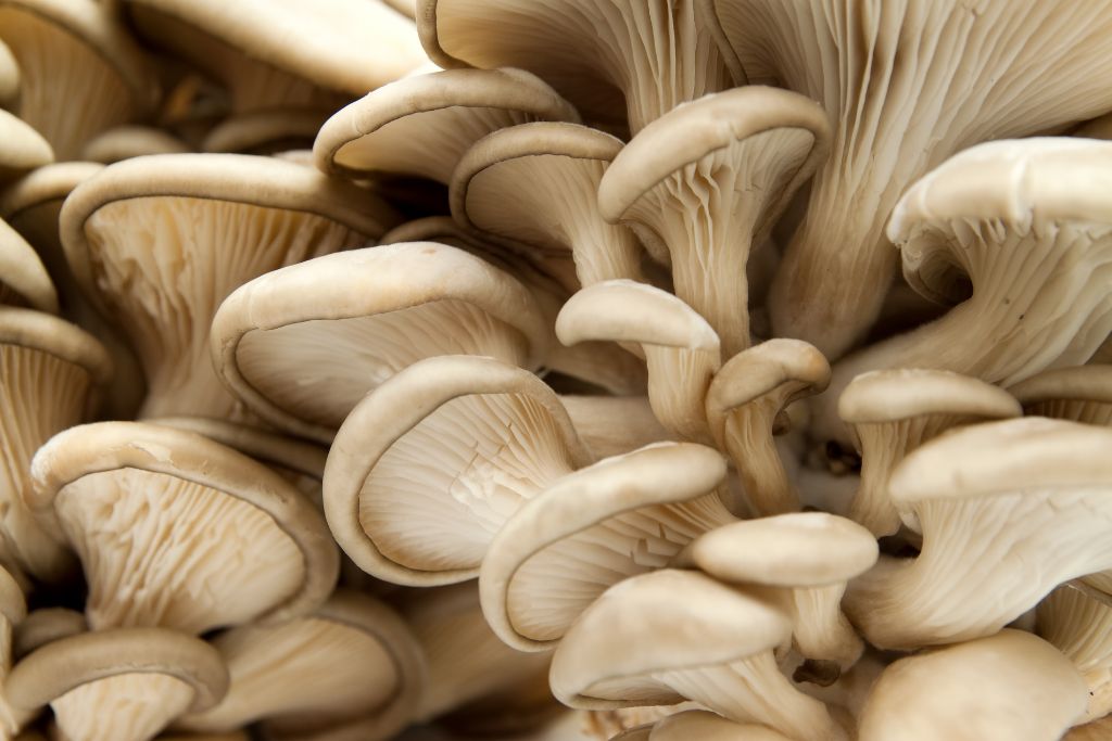 Can dogs eat mushrooms?