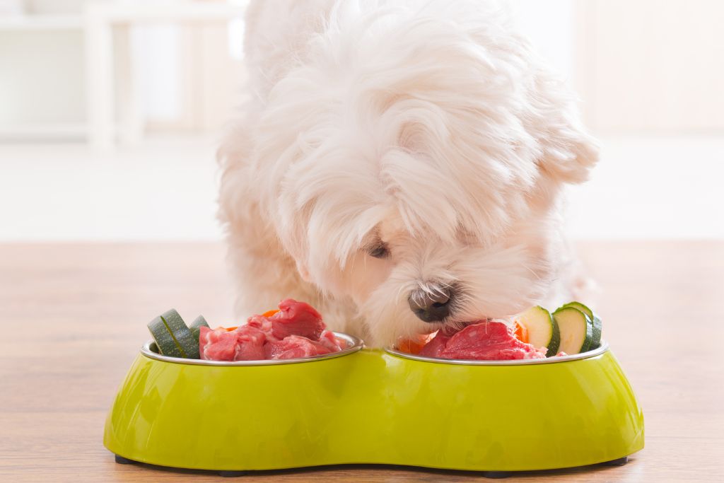 What human food can dogs eat?